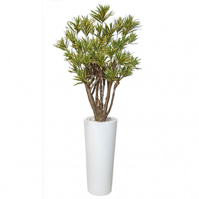 Planta semi-artificiala Ila, Dracaena Reflexa Robusta Variegated - 190 cm
